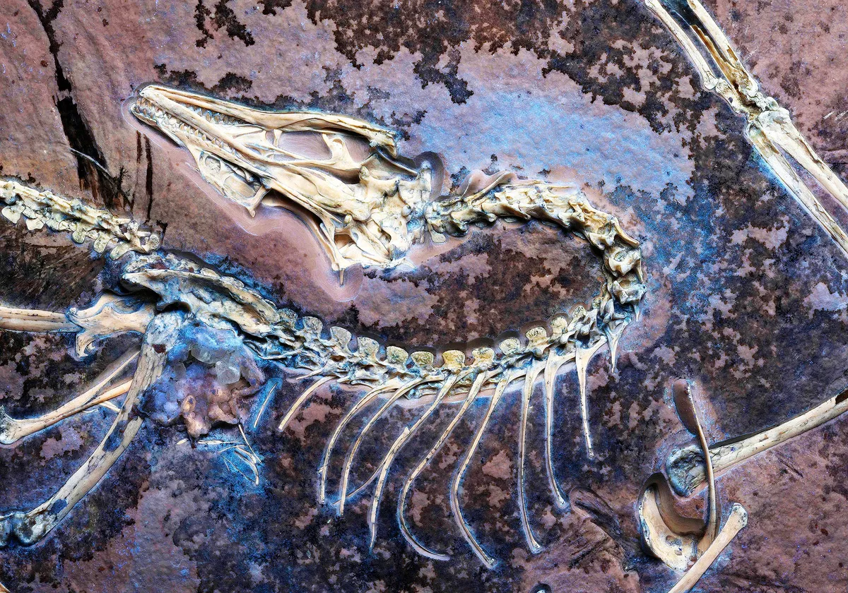 Neues Licht auf den Urvogel Archaeopteryx: ein Fossil bringt überraschende Erkenntnisse