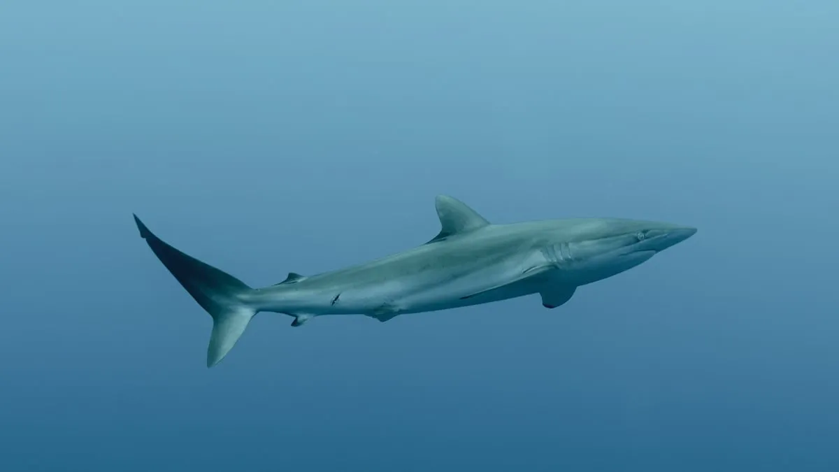 Fehlkennzeichnung von Haifischfleisch in Ecuador: alarmierende Ergebnisse