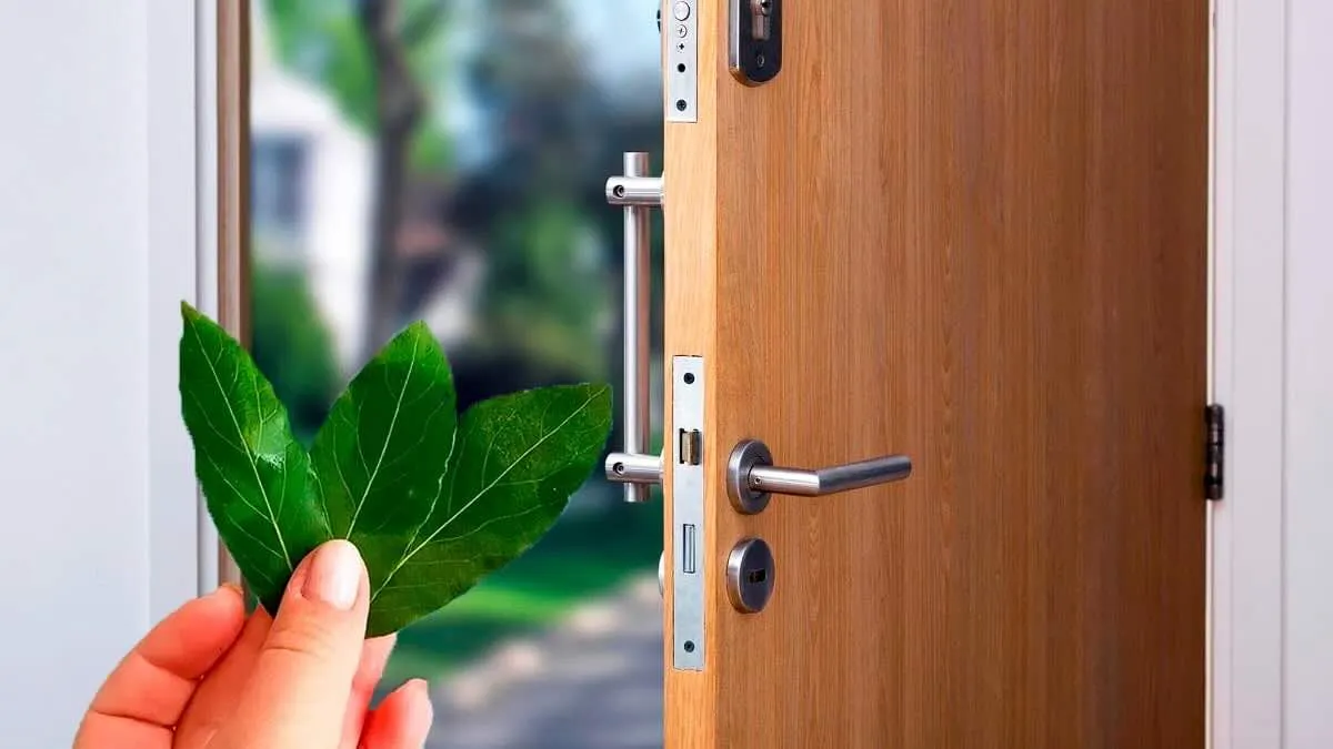 Lorbeer vor der Tür: Symbolik und Nutzen