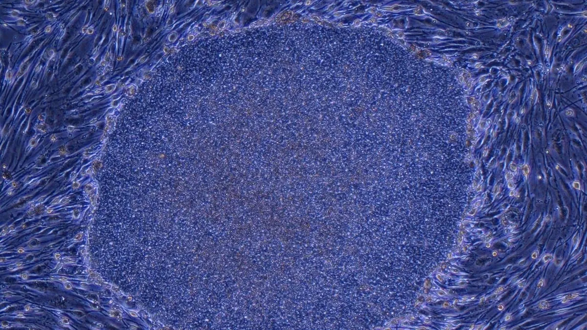 Japan erlaubt zwei neuartige regenerative Medizinprodukte